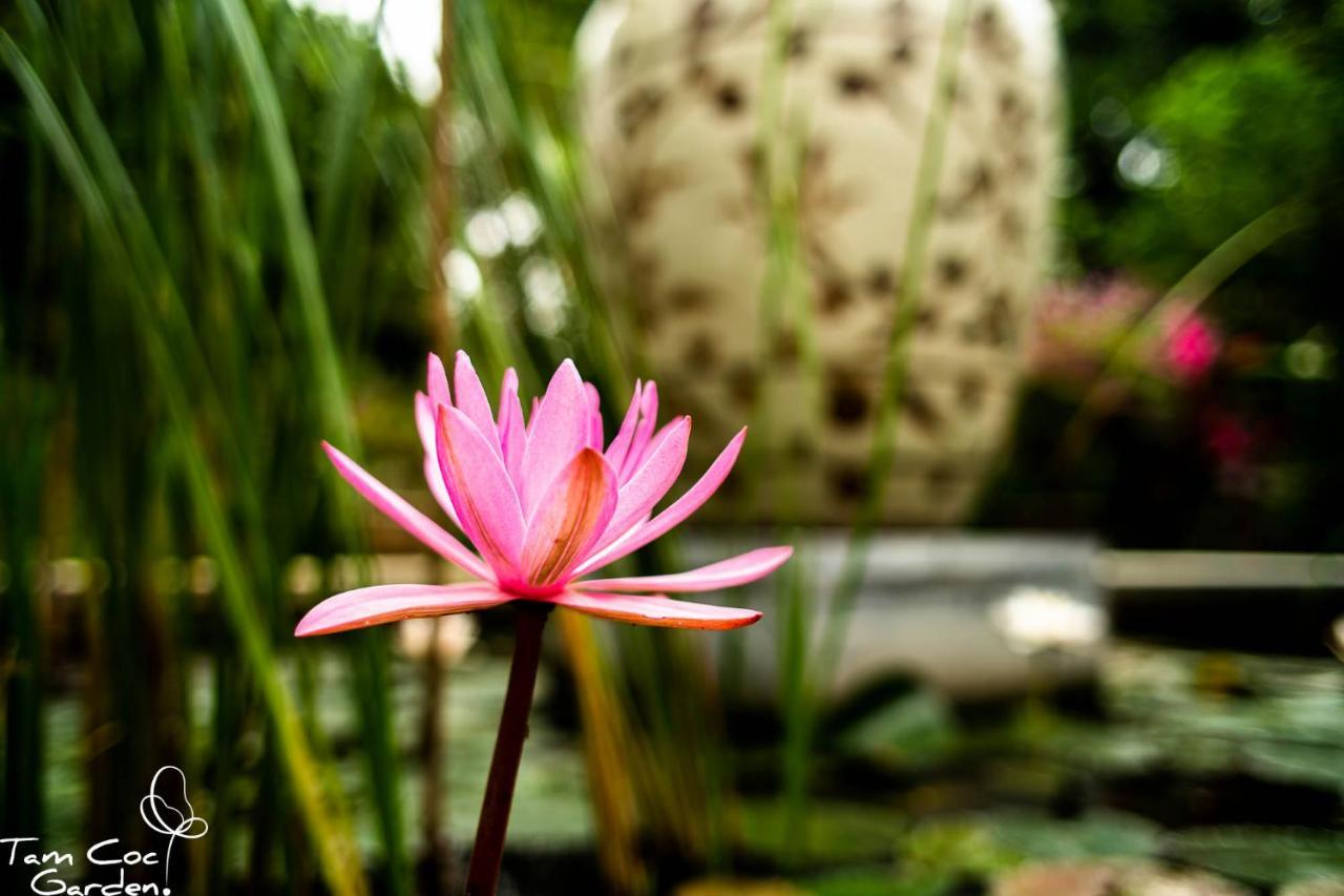 Tam Coc Garden Resort Ninh Bình Exteriör bild